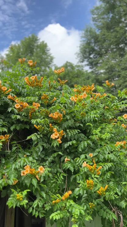 Campsis Jersey Peach