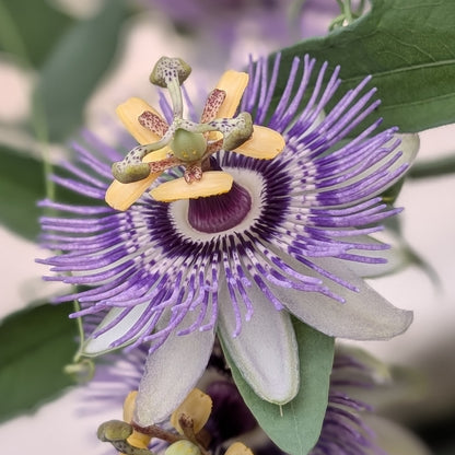 Passiflora mooreana
