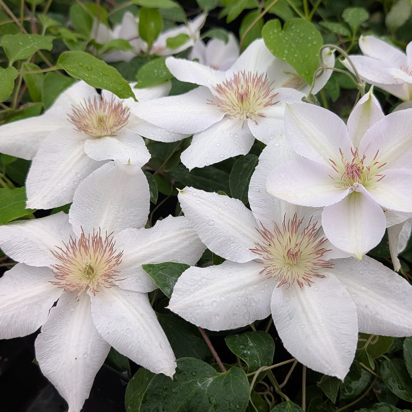 Clematis Guernsey Flute