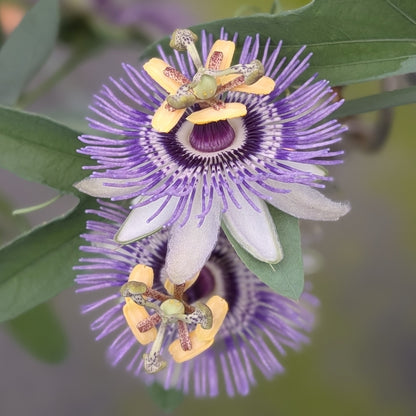 Passiflora mooreana