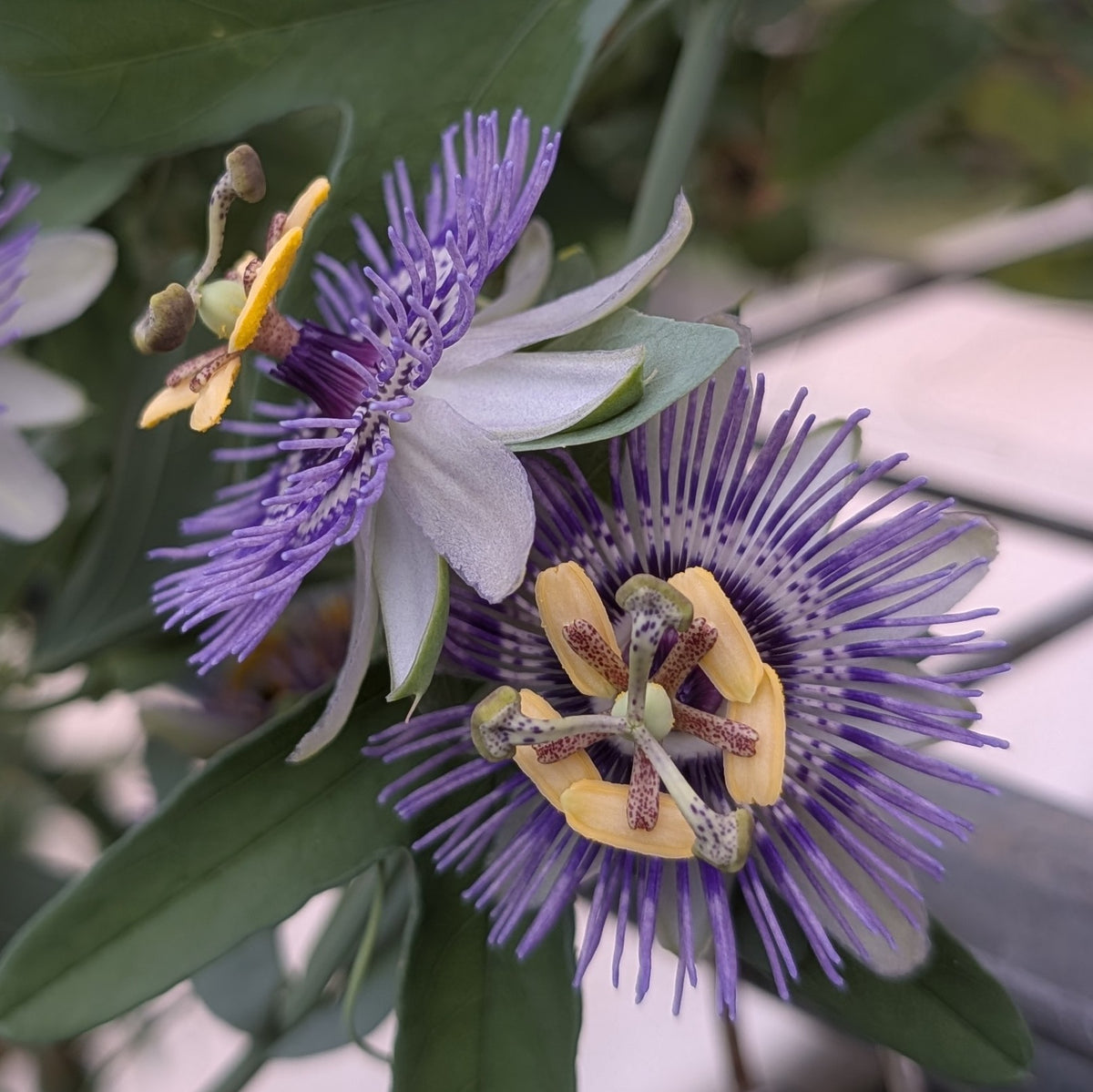 Passiflora mooreana