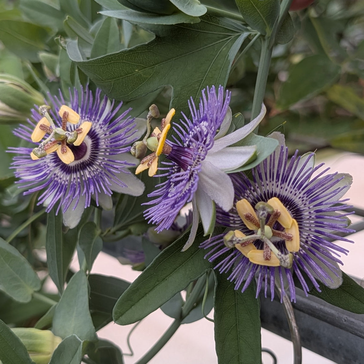 Passiflora mooreana