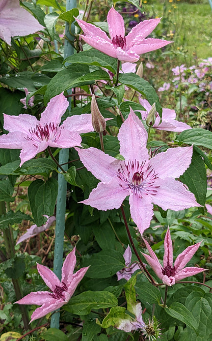 Clematis Hagley Hybrid