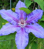 Clematis Prince Philip