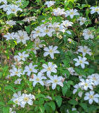 Clematis Huldine