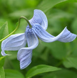 Clematis integrifolia Blue Ribbons