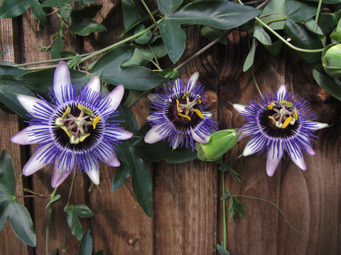 Passiflora Damsel's Delight, Passion Flowers - Brushwood Nursery, Clematis Specialists