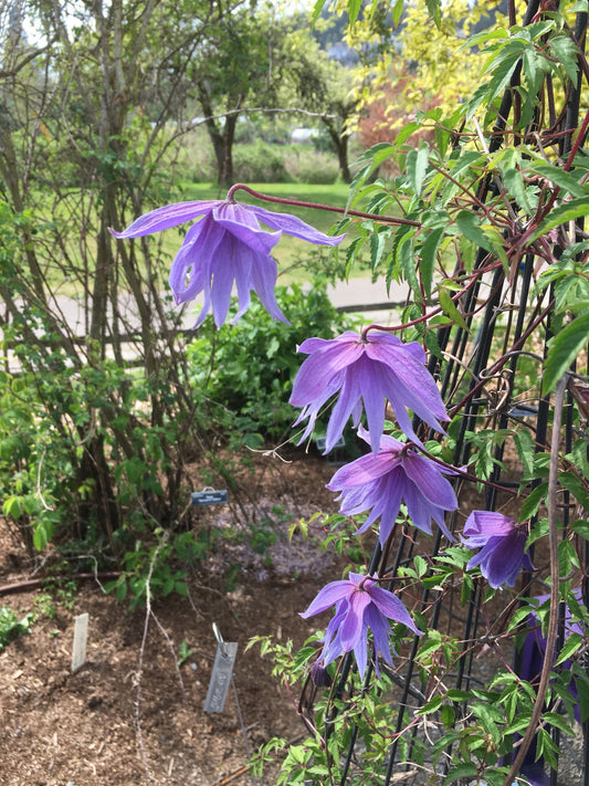 Clematis macropetala Mountaindale