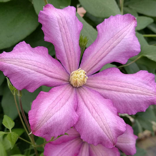 Clematis Nikolaj Rubtzov, Large Flowered Clematis - Brushwood Nursery, Clematis Specialists