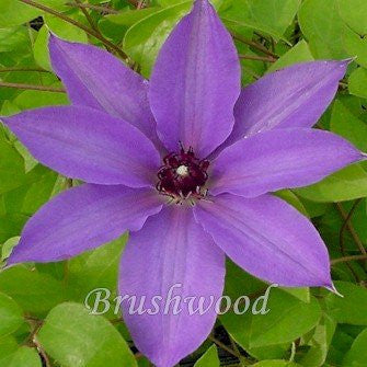 Clematis Blue Ravine, Large Flowered Clematis - Brushwood Nursery, Clematis Specialists
