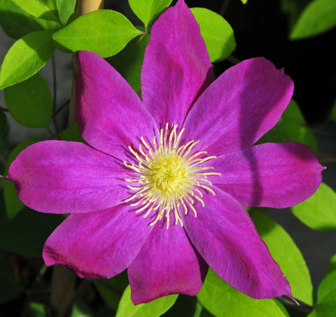 Clematis Fireflame, Large Flowered Clematis - Brushwood Nursery, Clematis Specialists