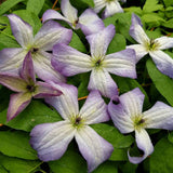 Clematis Poldice, Small Flowered Clematis - Brushwood Nursery, Clematis Specialists