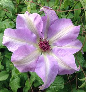 Clematis Vancouver Daybreak, Large Flowered Clematis - Brushwood Nursery, Clematis Specialists