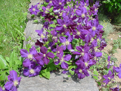 Clematis Jackmanii, Large Flowered Clematis - Brushwood Nursery, Clematis Specialists