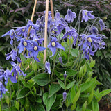 Clematis integrifolia Blue Ribbons, Non-Vining Clematis - Brushwood Nursery, Clematis Specialists