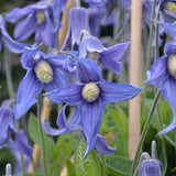 Clematis integrifolia Blue Ribbons, Non-Vining Clematis - Brushwood Nursery, Clematis Specialists
