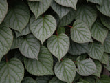 Schizophragma Moonlight