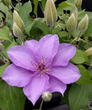 Clematis Esther, Large Flowered Clematis - Brushwood Nursery, Clematis Specialists