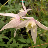 Clematis alpina Willy