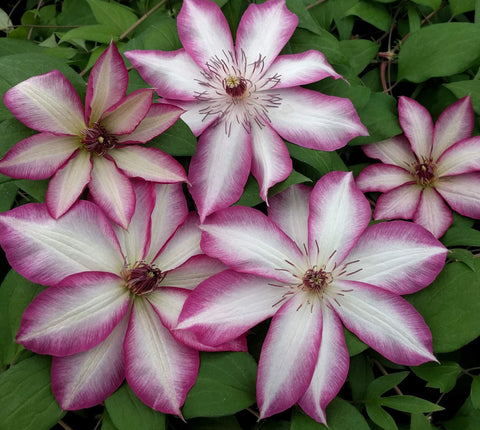 Clematis Picotee, Large Flowered Clematis - Brushwood Nursery, Clematis Specialists
