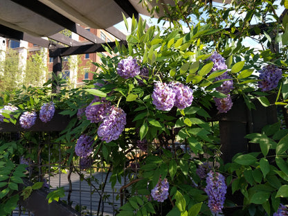 Wisteria frutescens Longwood Purple