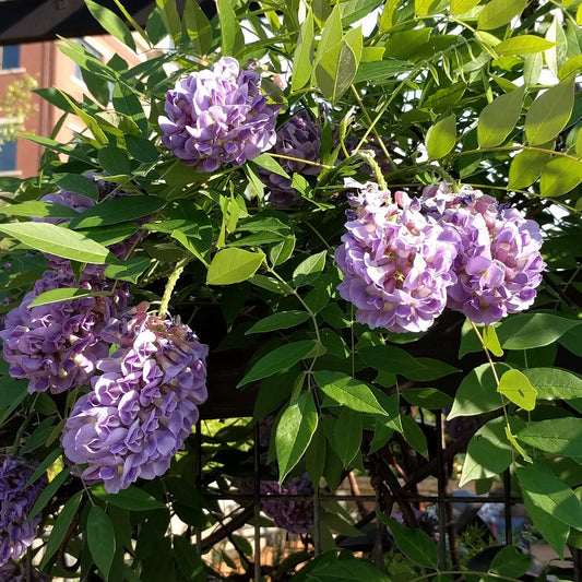 Wisteria frutescens Longwood Purple