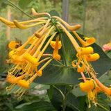 Lonicera Mandarin