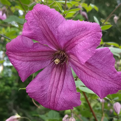 Clematis Kaaru