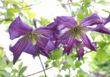 Clematis Tim's Passion