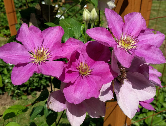 Clematis Endellion - Brushwood Nursery, Clematis Specialists
