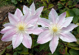 Clematis Vancouver Cotton Candy