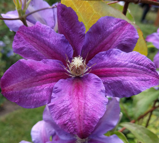 Clematis Vivienne - Brushwood Nursery, Clematis Specialists