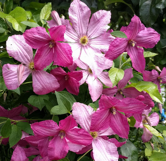 Clematis Eetika - Brushwood Nursery, Clematis Specialists