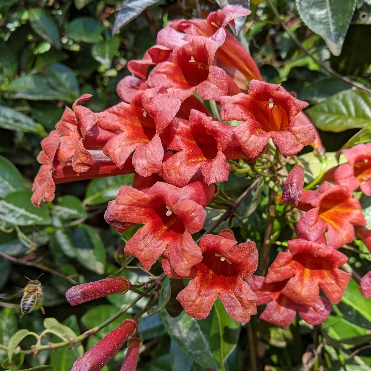 Bignonia Dragon Lady, Native Vines - Brushwood Nursery, Clematis Specialists