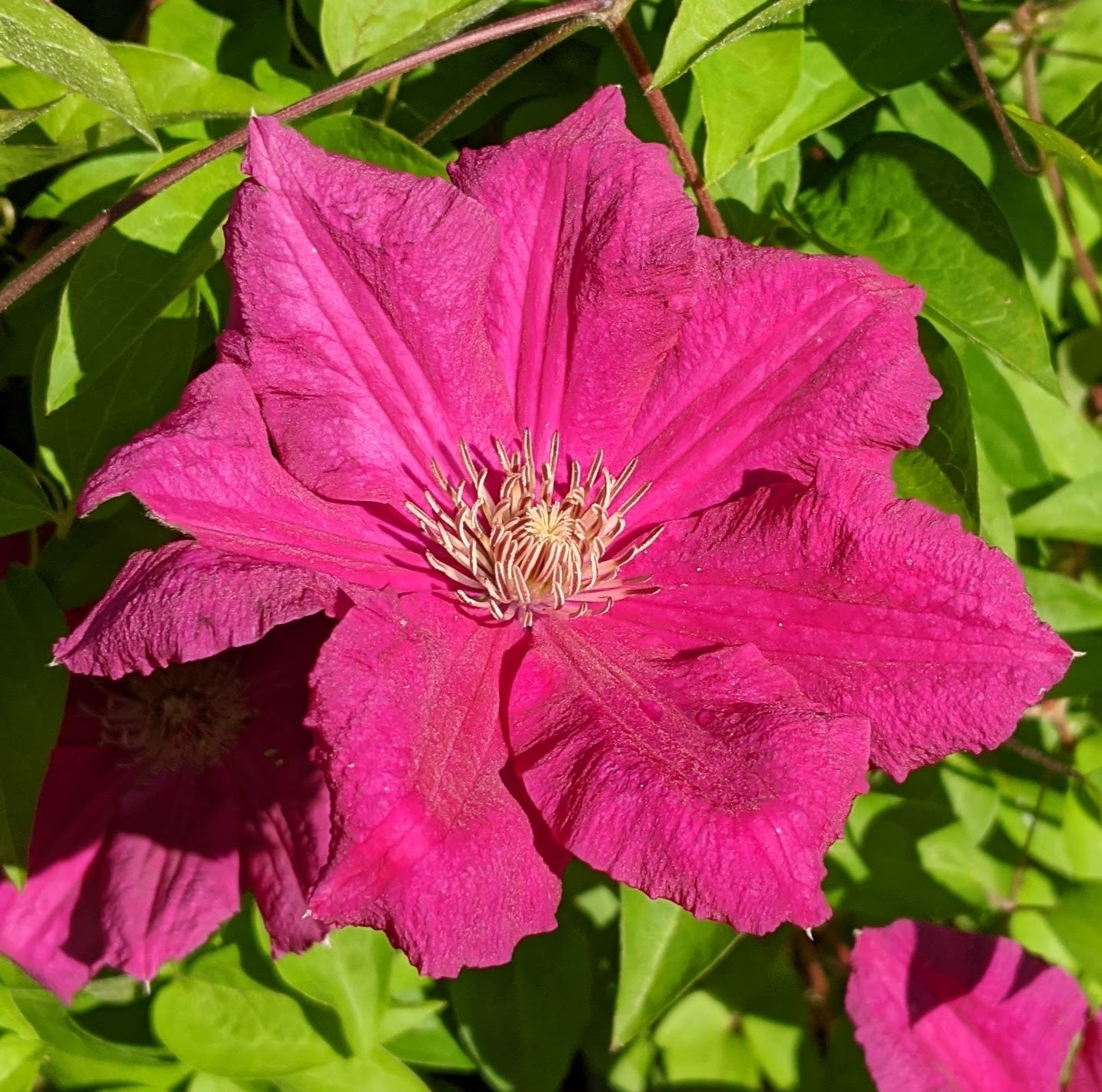 Clematis Ernest Markham