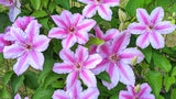 Clematis Girenas