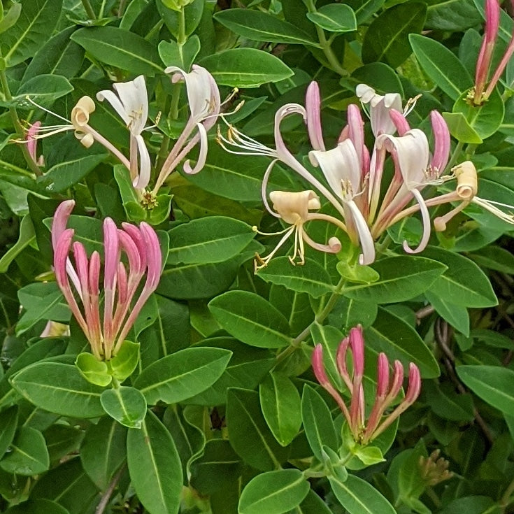 Lonicera Munster