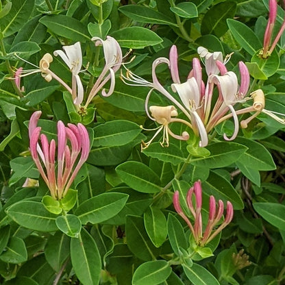Lonicera Munster