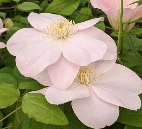 Clematis Jeanne's Pink