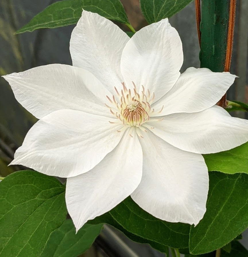 Clematis Mrs George Jackman | Brushwood Nursery, Clematis Specialists