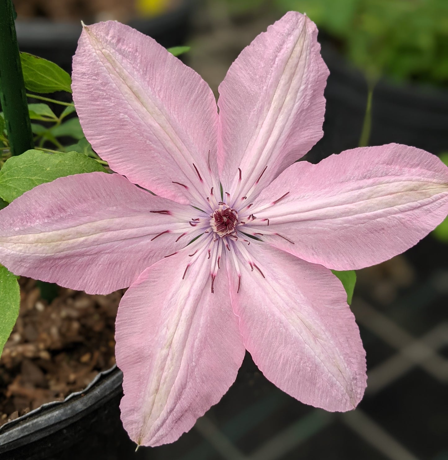 Clematis Earthquake