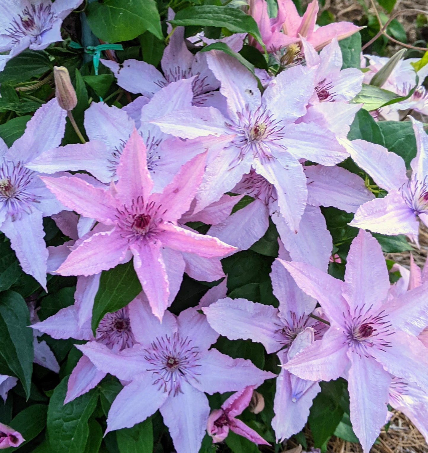 Clematis Hagley Hybrid