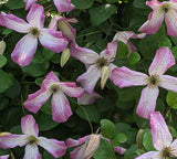 Clematis Minuet