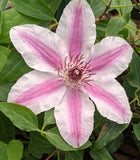 Clematis Pinky