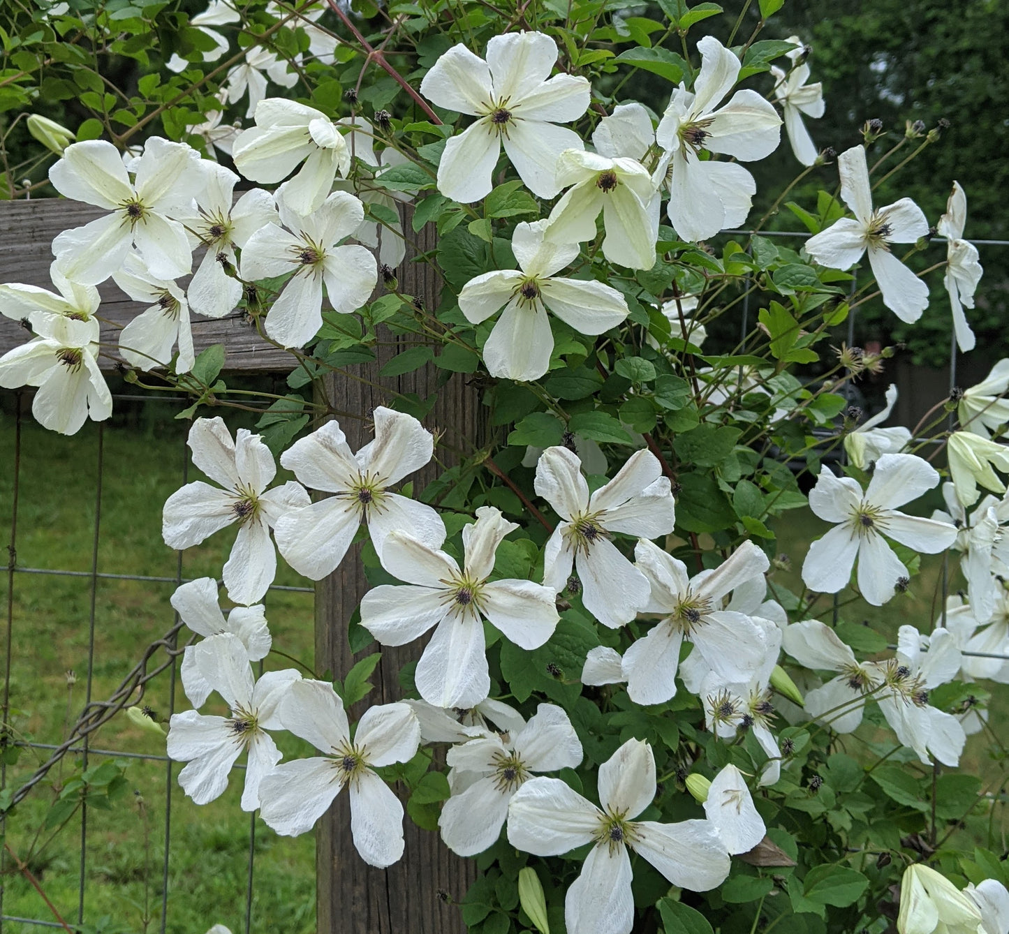 Clematis Maria Cornelia