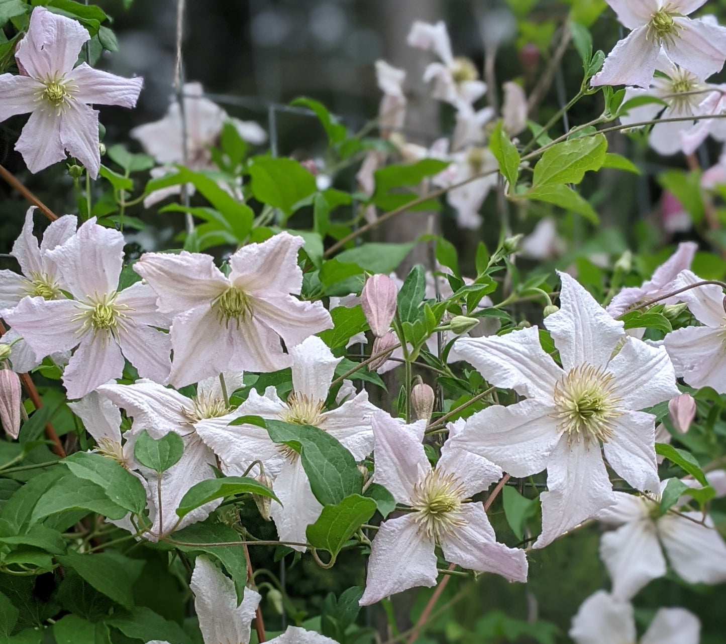 Clematis Entel
