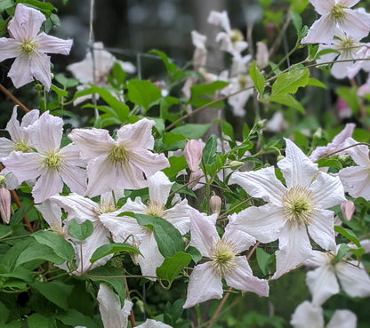 Clematis Entel