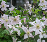 Clematis Entel