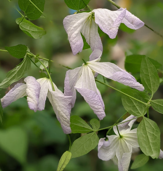 Clematis Lavender Twirl