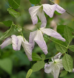 Clematis Lavender Twirl